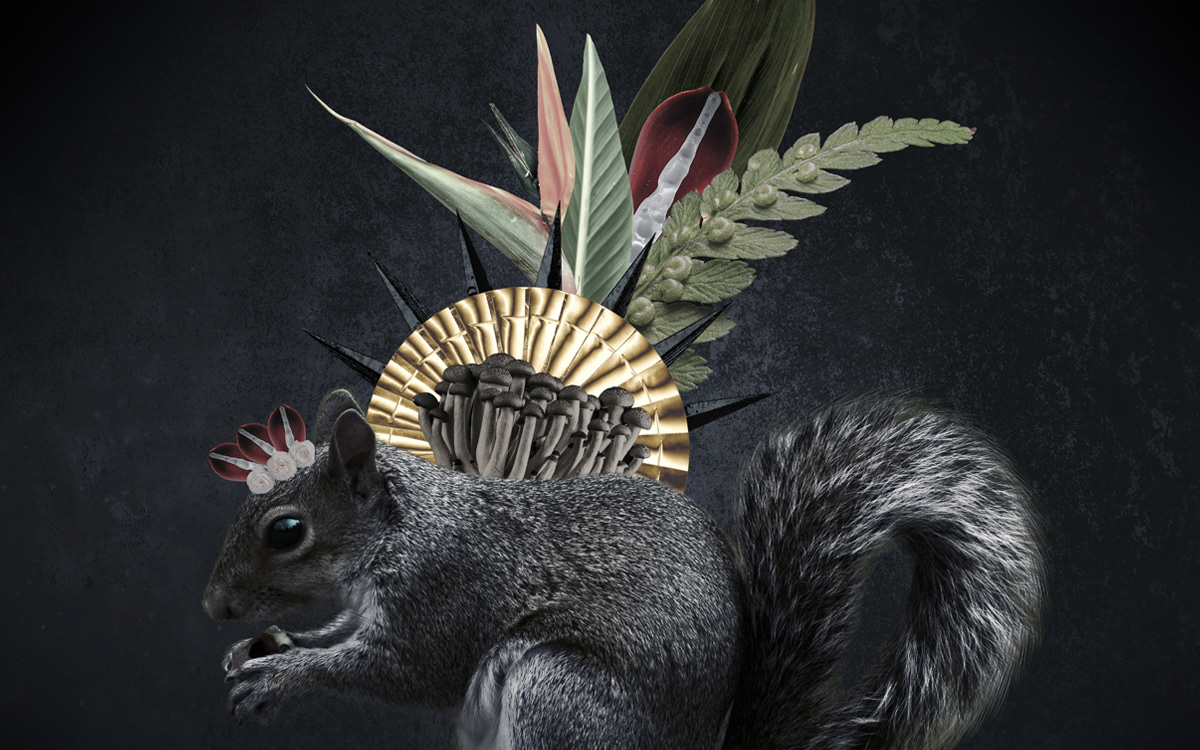 squirrel forest graphicdesign photoshop collage mystical blackstyle darkart