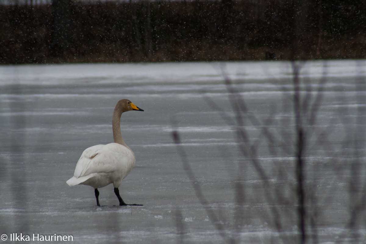 swan bird Nature