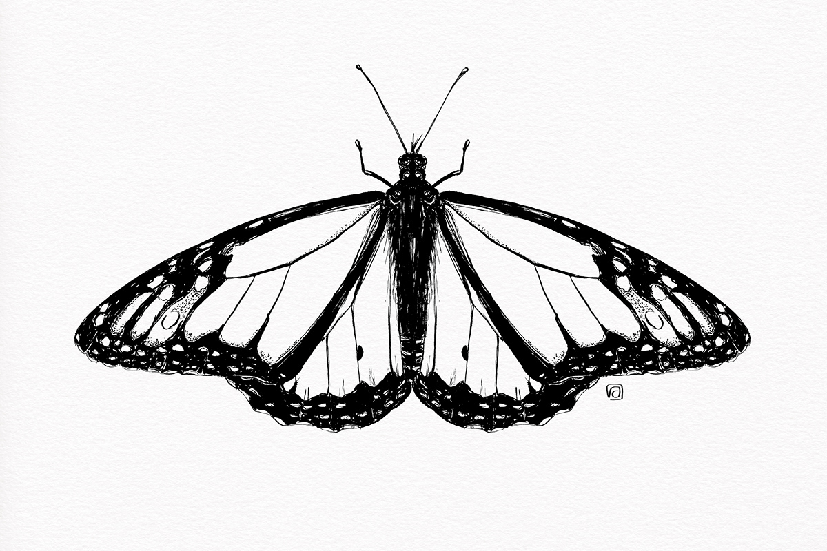 Pen and ink drawing of a butterfly