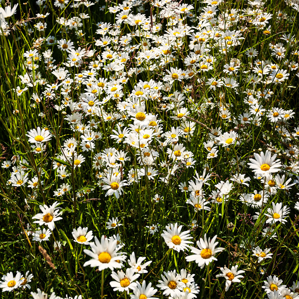 flower Flowers meadow Meadows summer england field smell grass herbs floral countryside daisy
