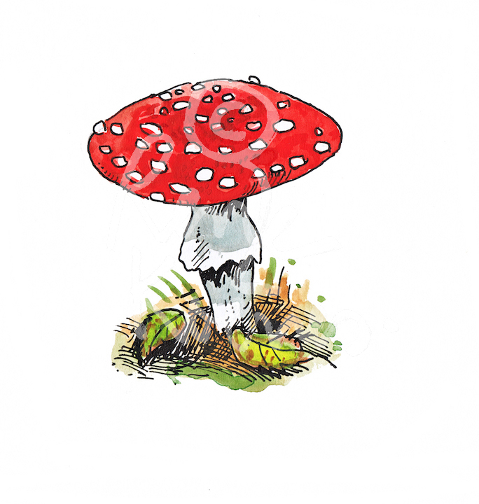 Education Nature mushroom