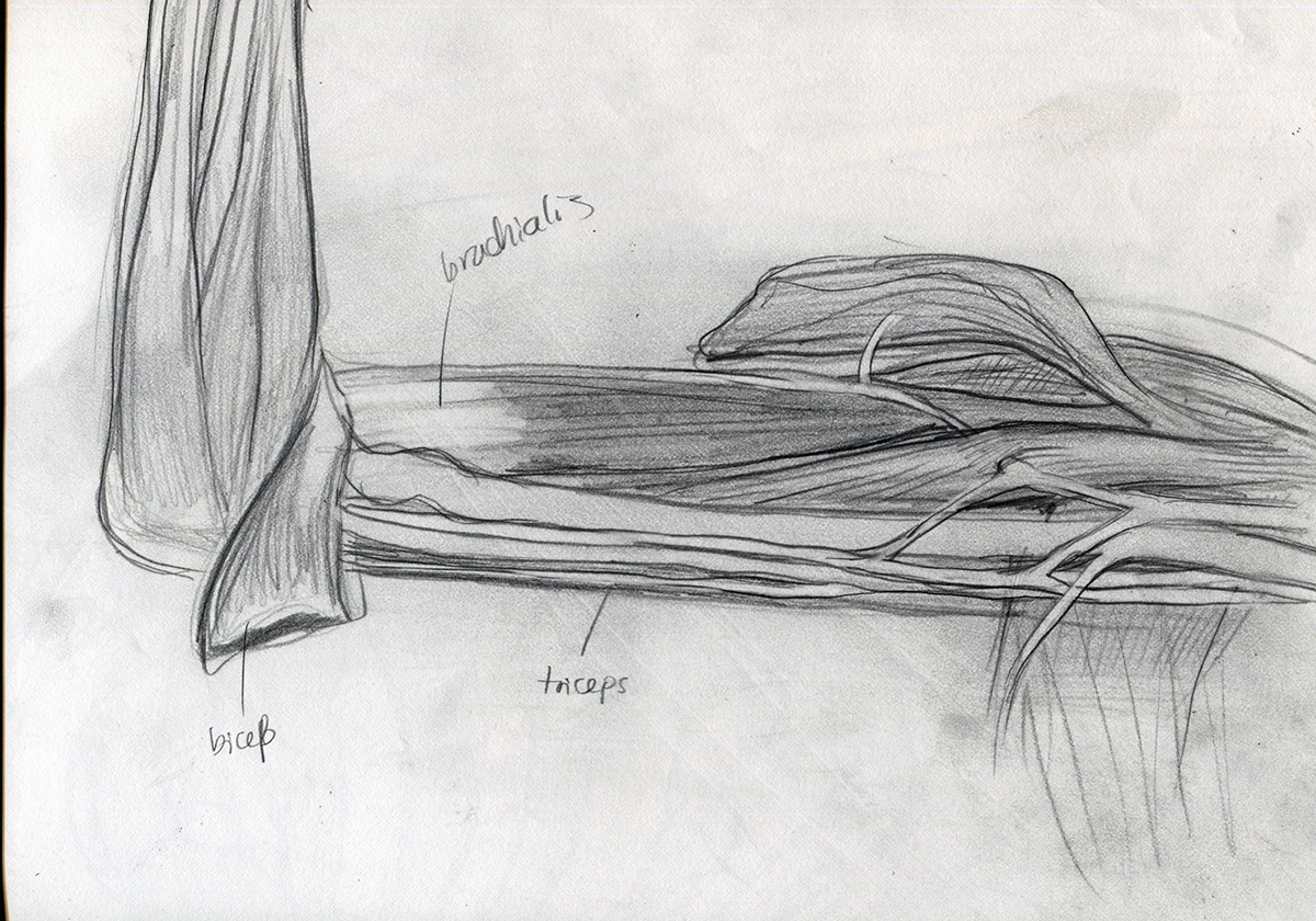 cadaver sketches medical illustration pencil