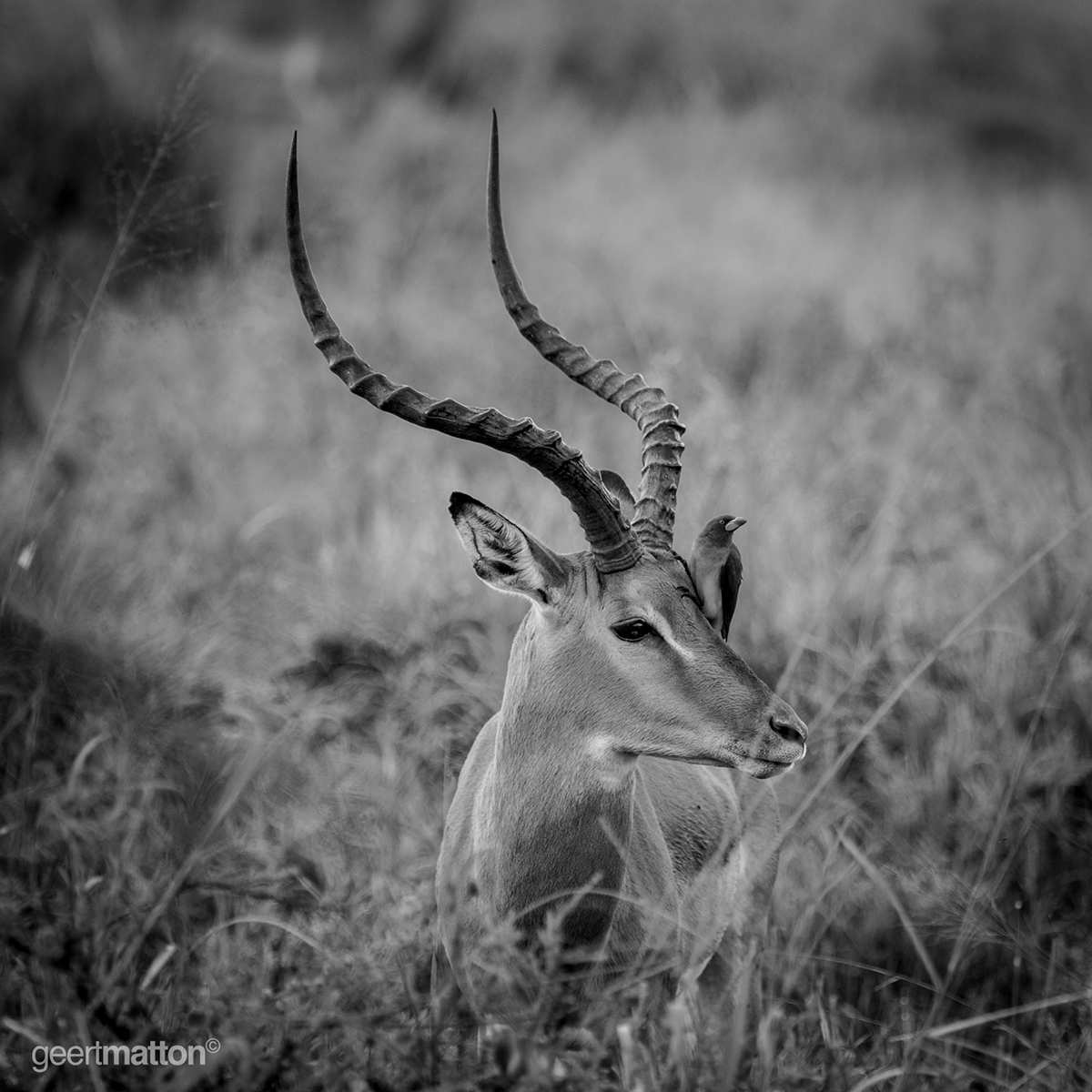 Adobe Portfolio Travel kastart wildlife Tanzania