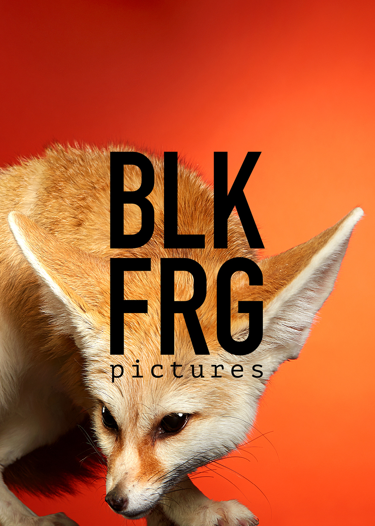 Photography  branding  pictures exotic Film   animals Beautiful images