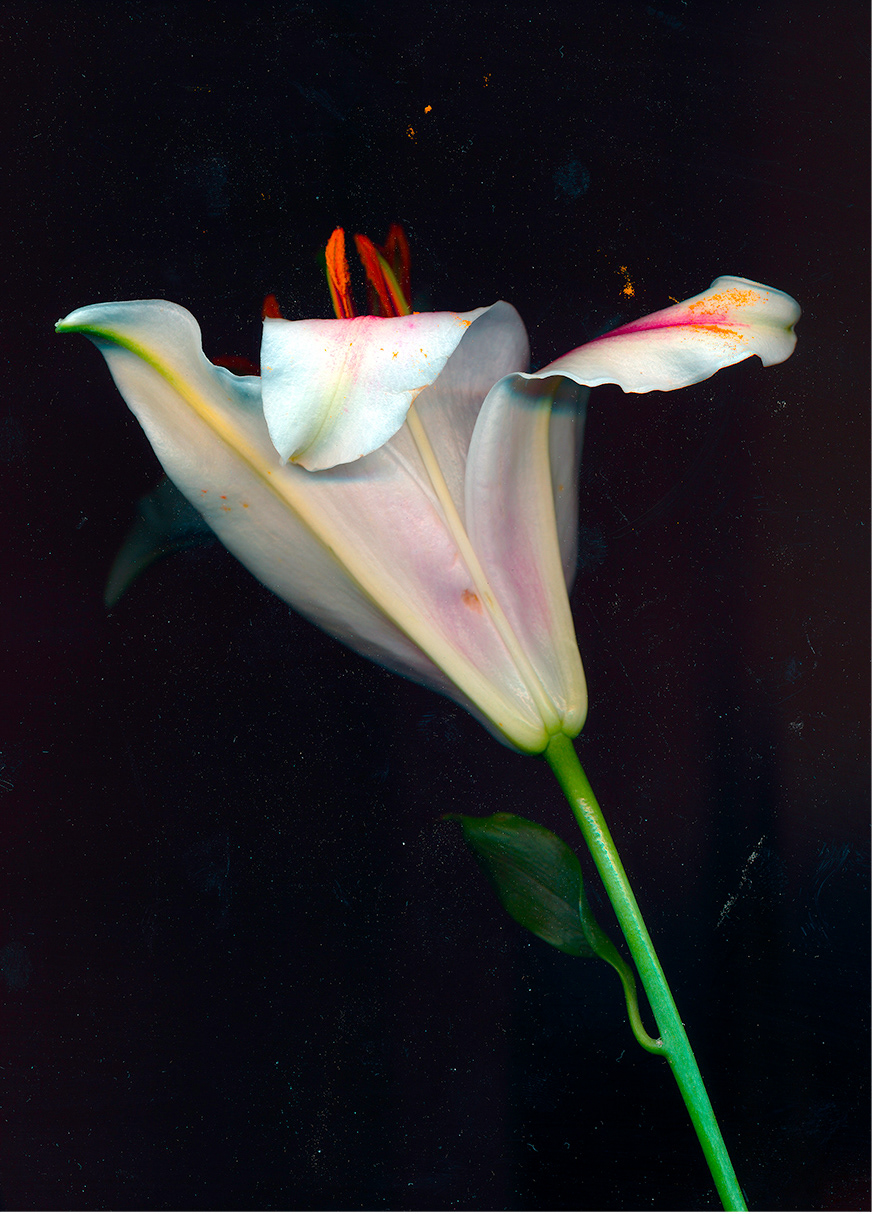 Lindsey Best Scanned Images scanner Flowers process death
