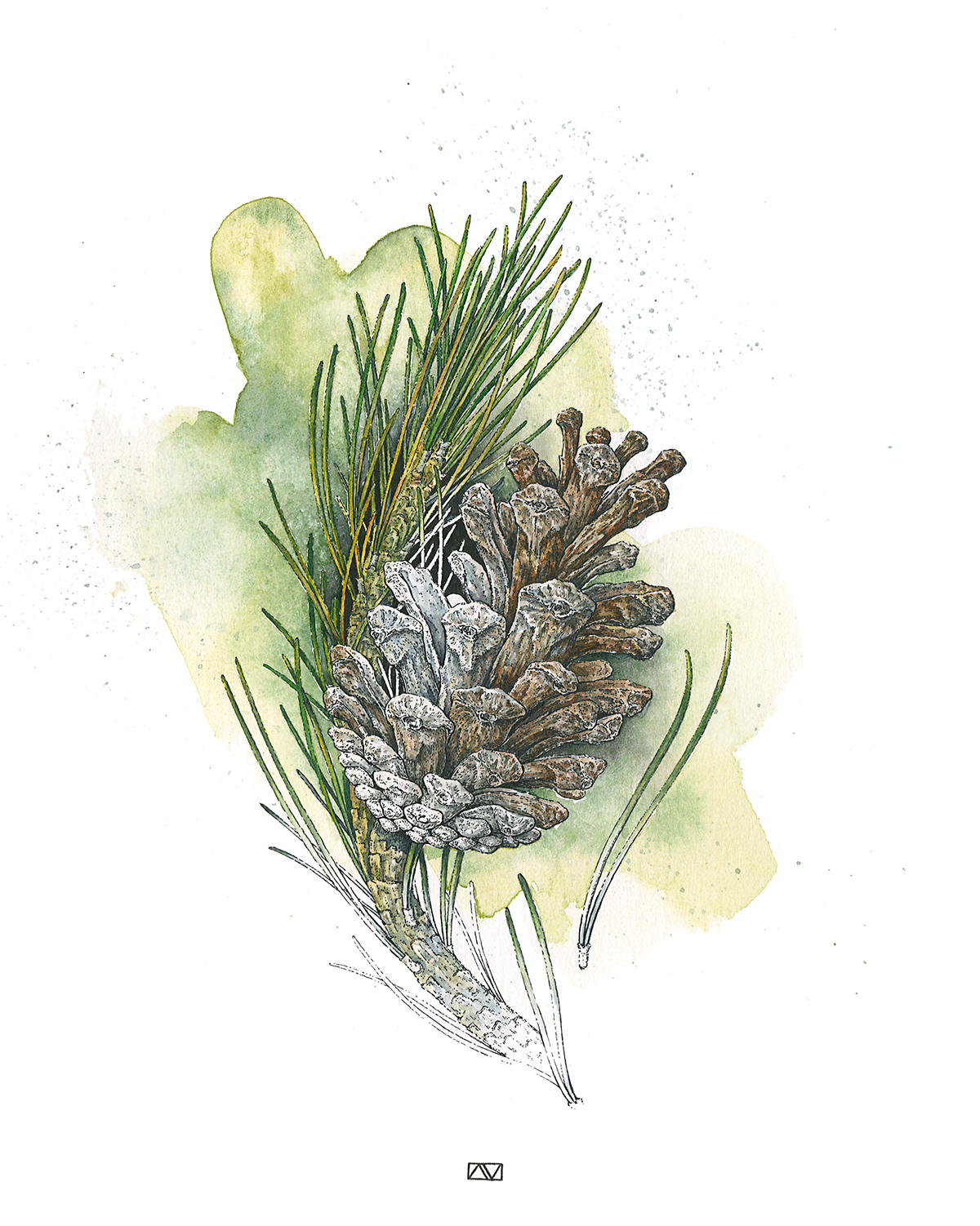 pine cone study Nature botanical outdoors MixMedia Plant art Tree 