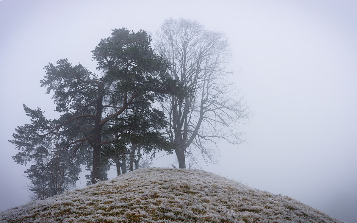 winter white frost Landscape fog Switzerland Zurich Oberland pine spruce