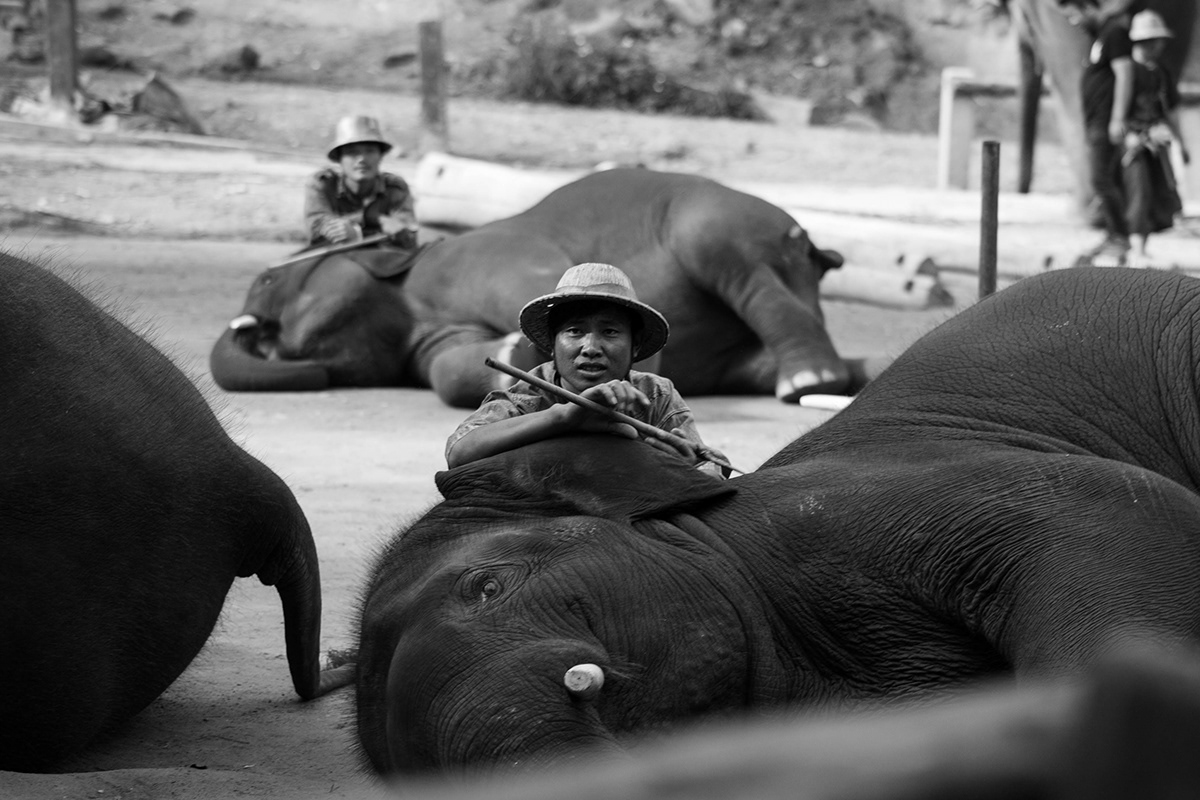 elefante Elefante asiático Fotografía Documental Fotoperiodismo Fotorreportaje naturaleza Reportaje fotográfico tailandia Travel zoo