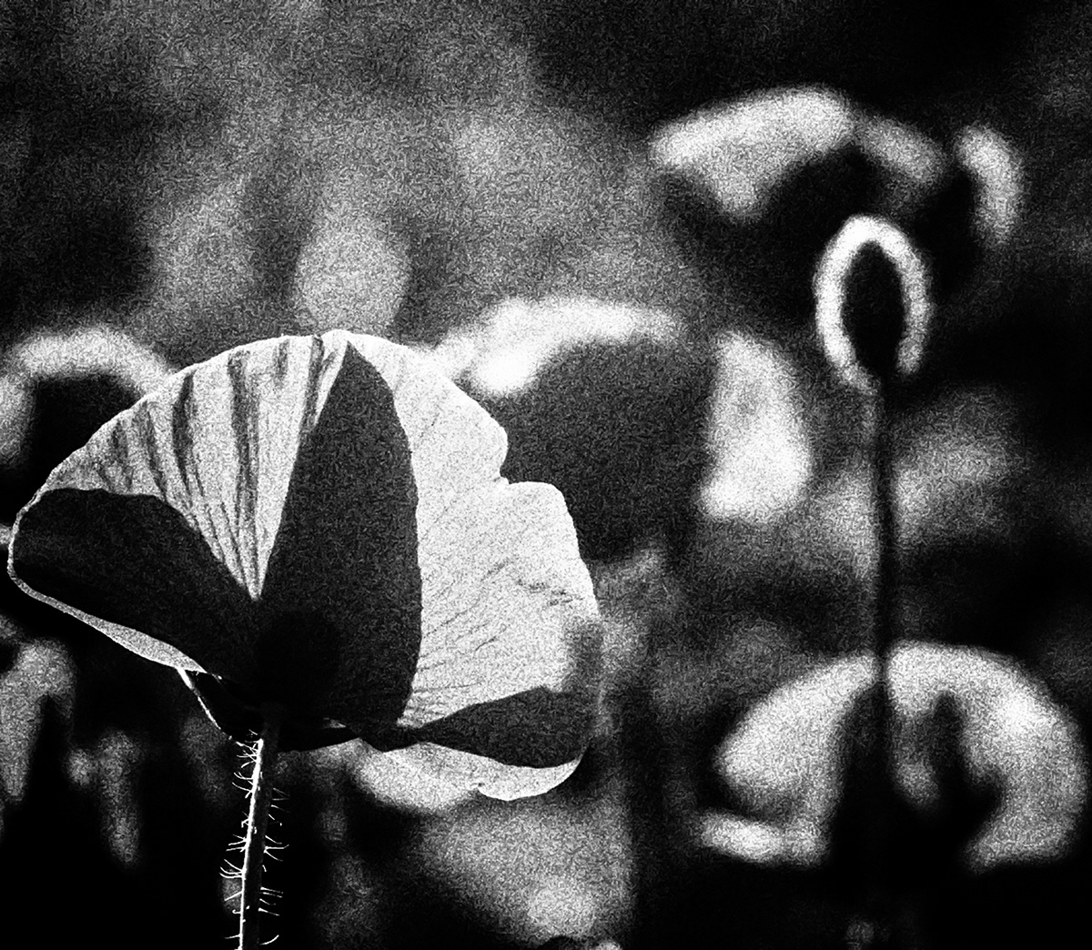 abstract monochrome analog Film   grain black and white square mood dark artistic