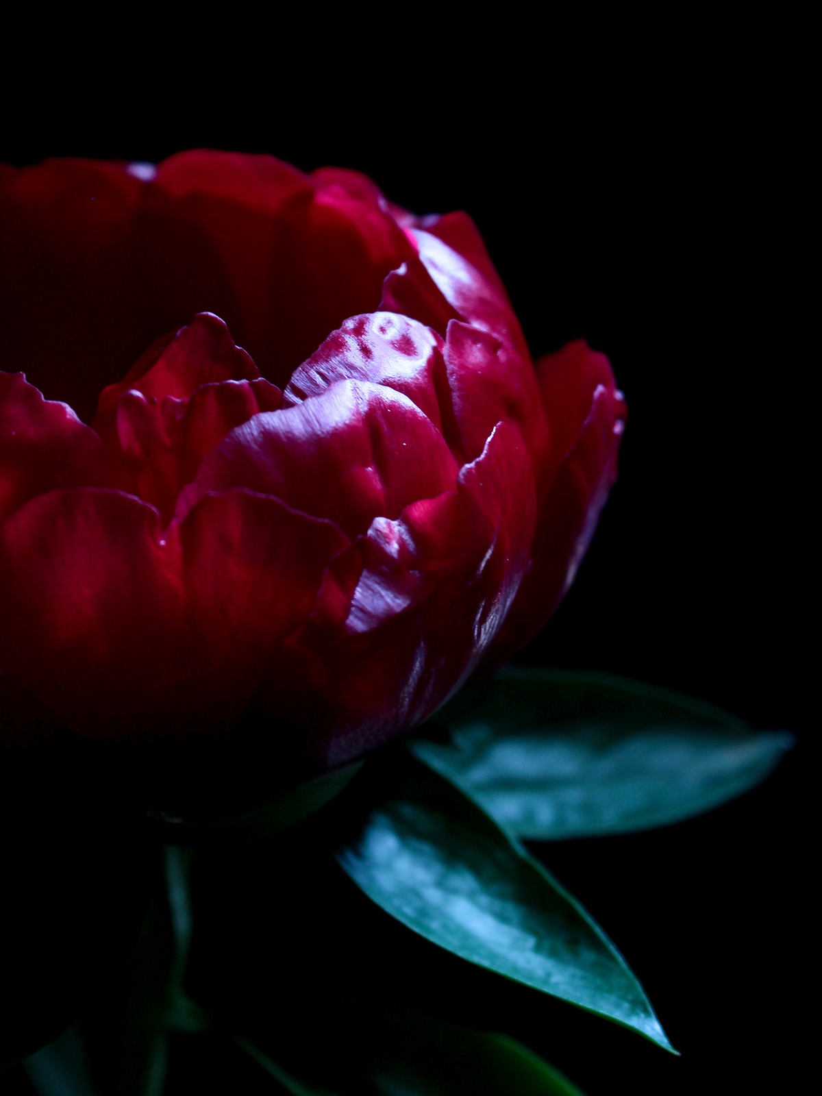 peony flower red rojo eot rouge rosso fleur Blume flor