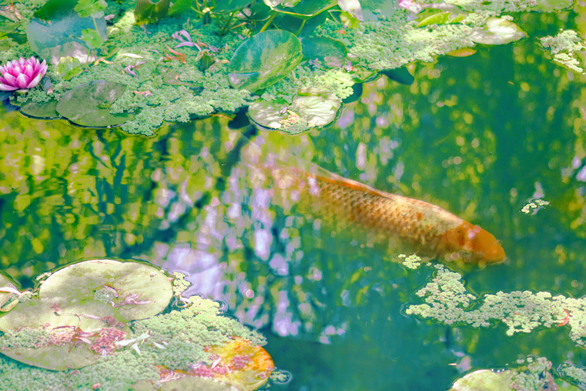 color grade digital fish koi photo pond water garden watergarden photoshop