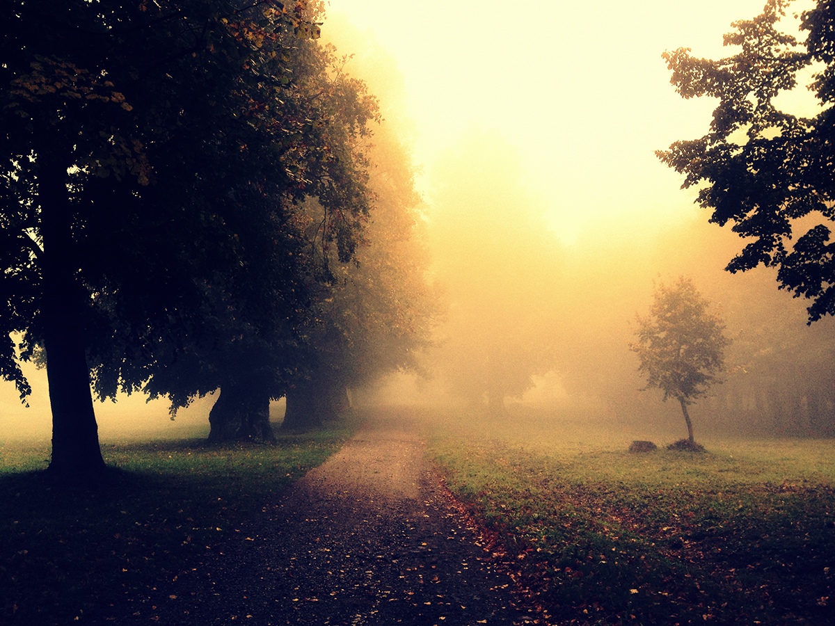 autumn fog trees leaves Castle roads