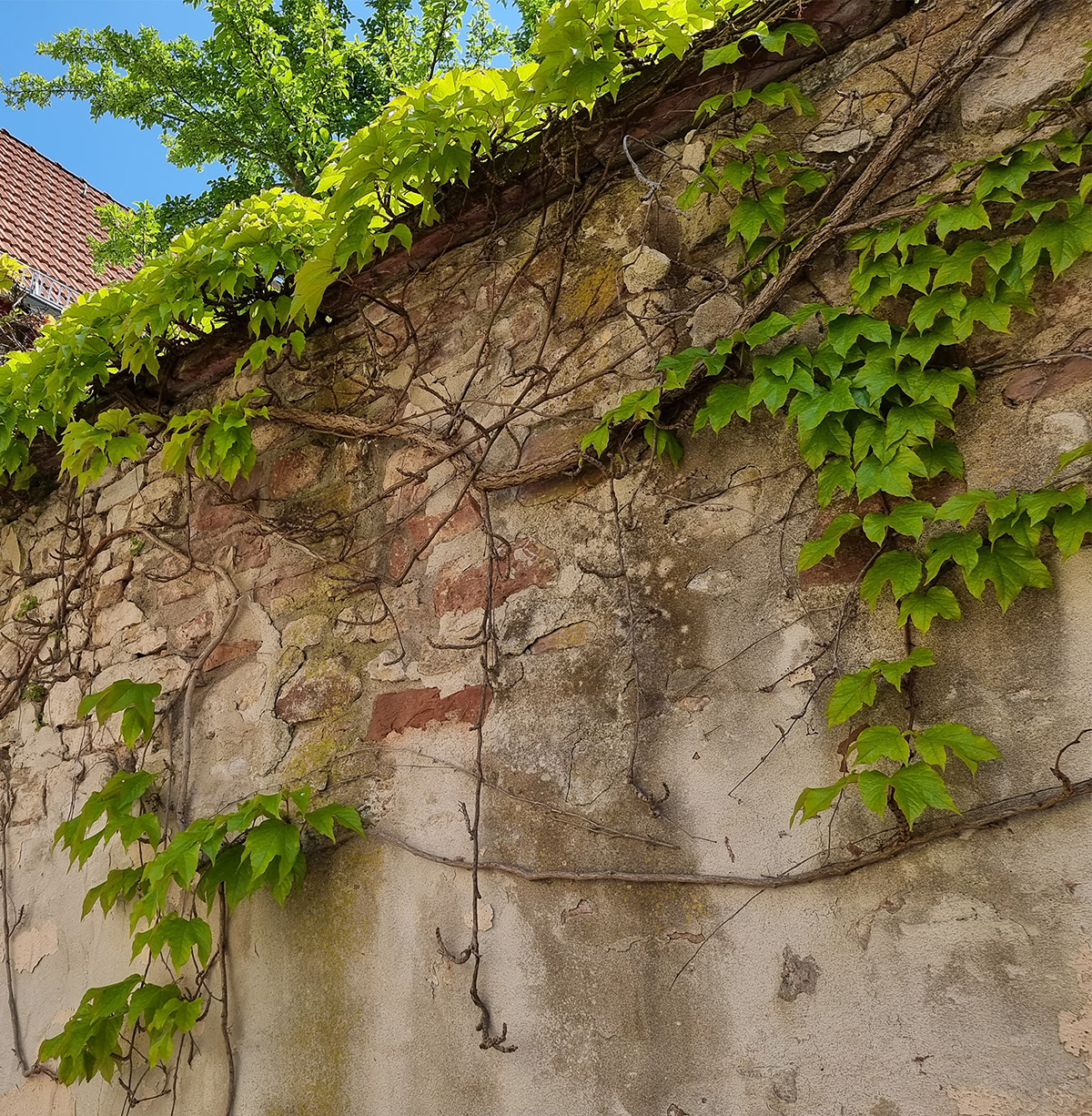 ivy growing on a wall in summer