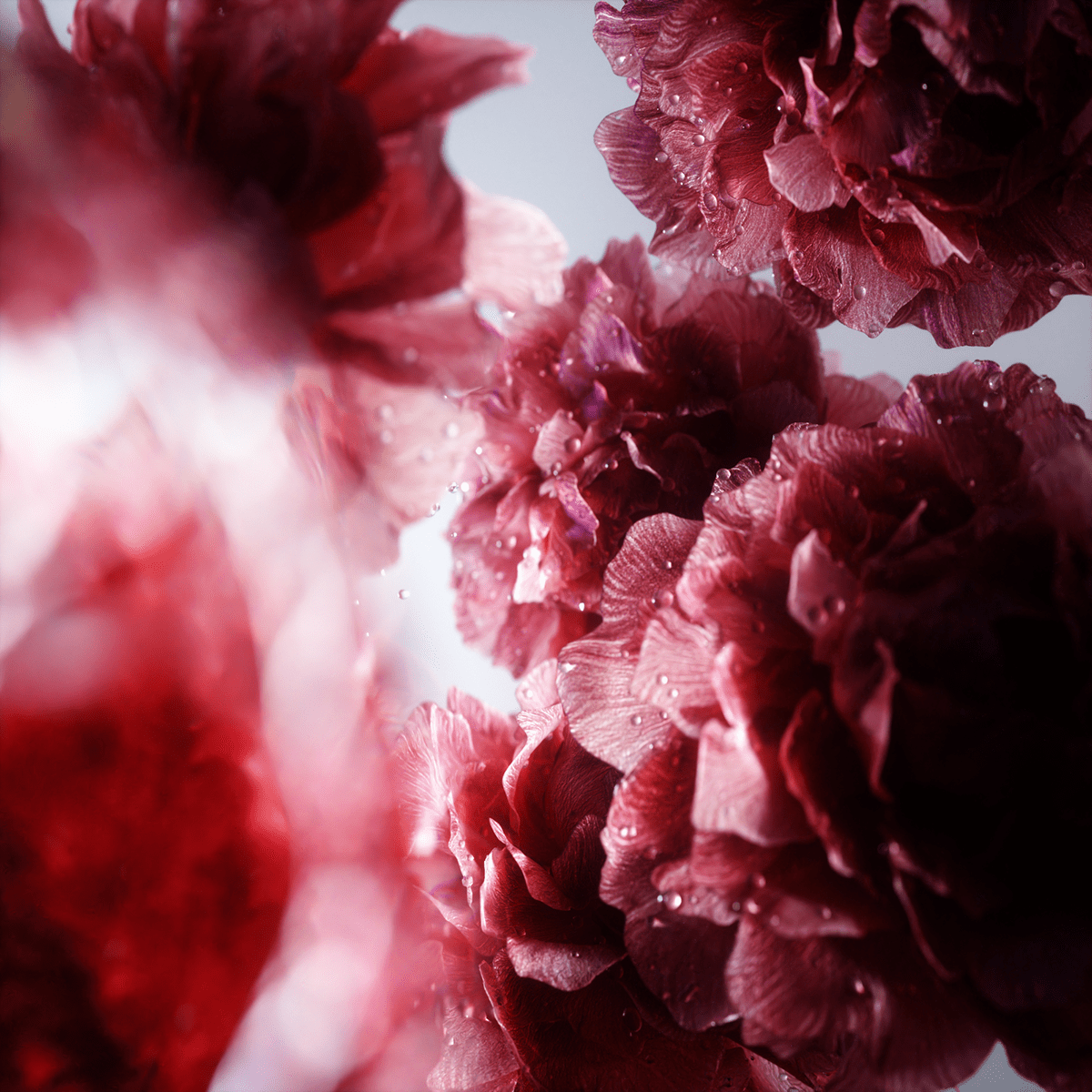 3D botanical CGI cosmetics Digital Art  direction Flowers motion graphics  natural skincare