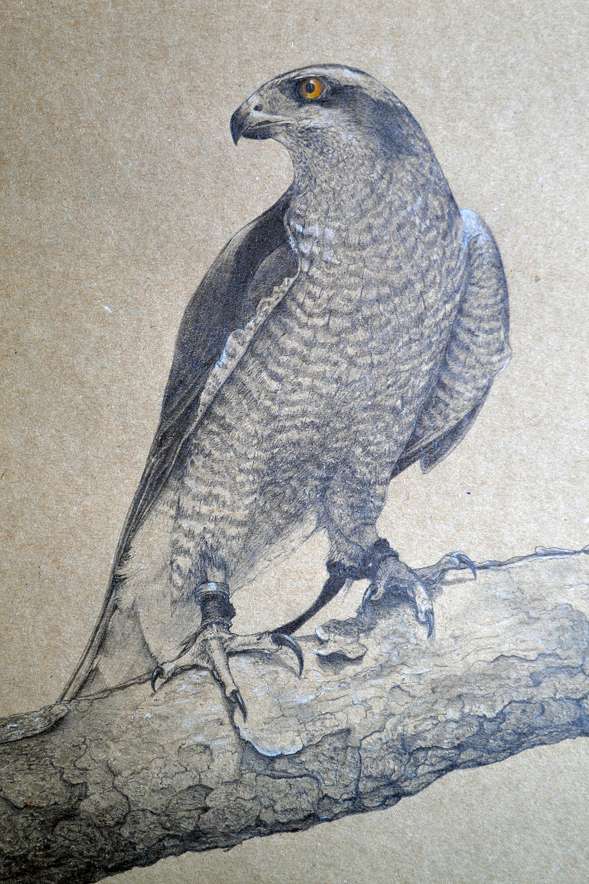 bird falcon hawk halcon detail realist portrait animal