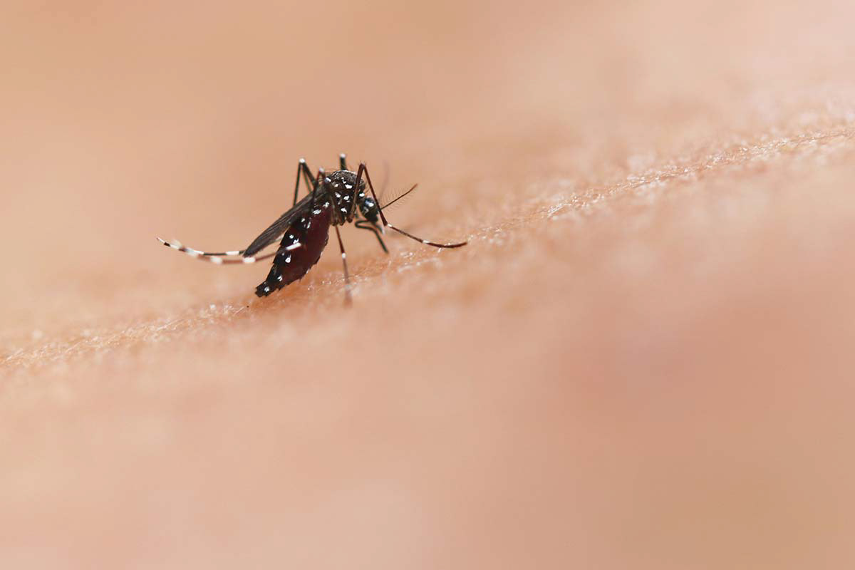 Nathalia Belletato fala sobre o aumento dos casos de dengue