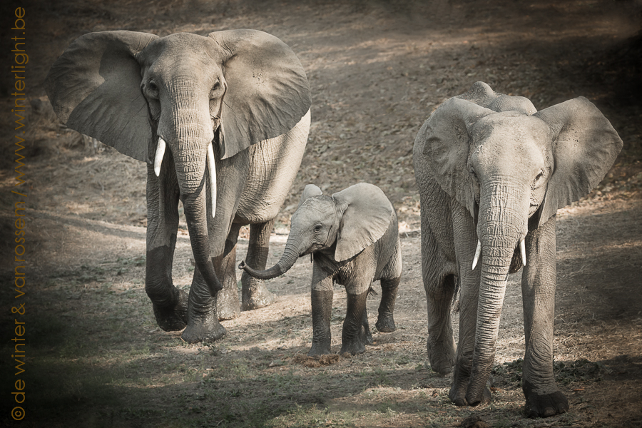 africa wildlife Nature elephant safari Zambia conservation