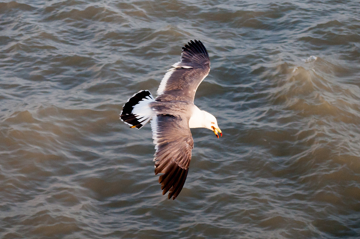 seagull animal bird