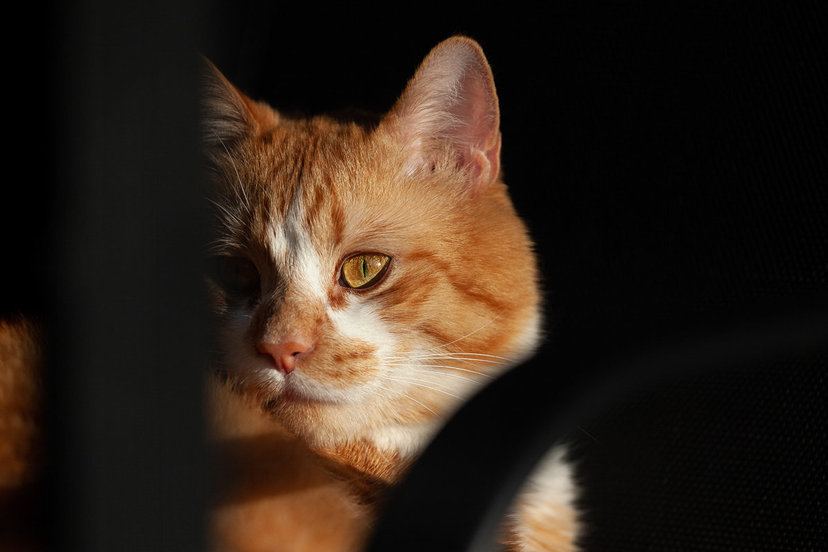 animal animal photography Canon Canon Photography Cat cute Digital Art  Majestic cat Pet Photography 