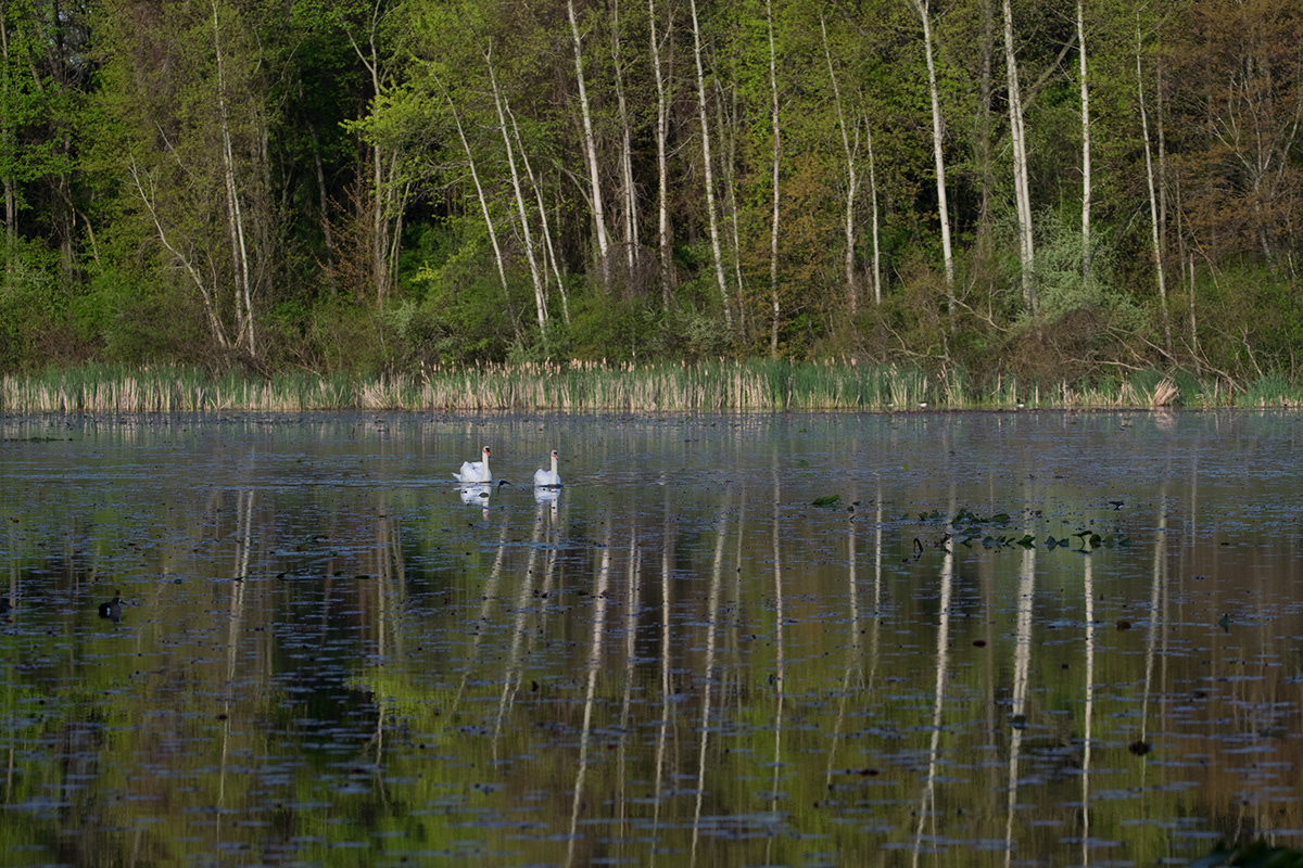 Adobe Portfolio Nature bird watching lakes pond Park board walk trails animals