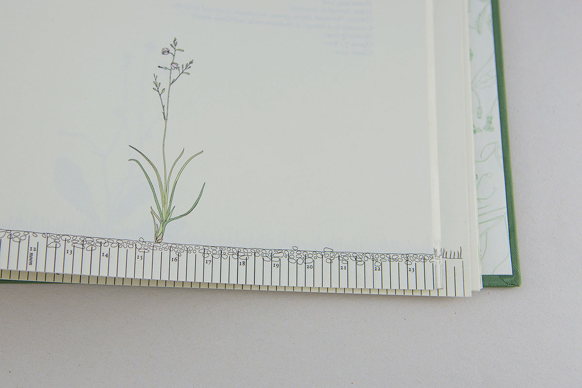 Carl Linneus Flowers Horologium time botany botanical drawings flower clock  information design