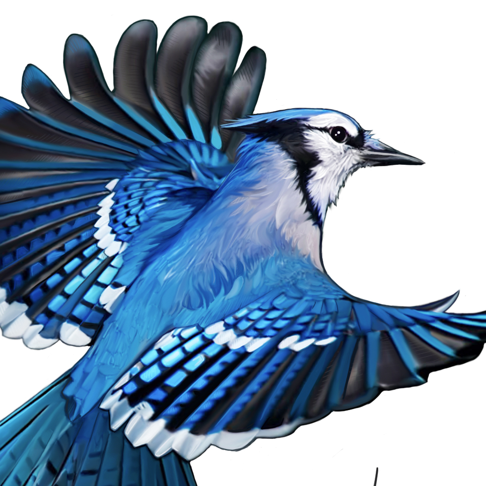 Adobe Portfolio blue jay blue bird