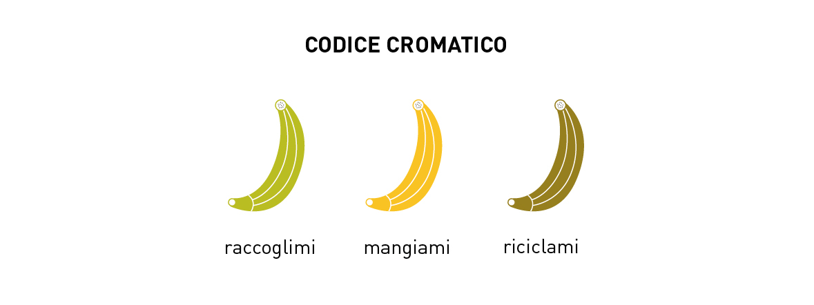 banana infographic poster Fruit reproduction Icon