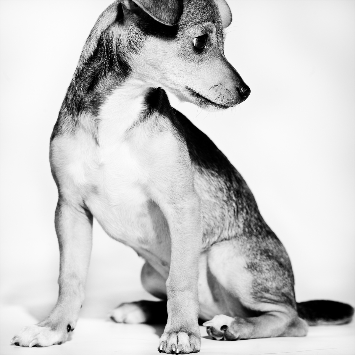 Adobe Portfolio dogs  portraits  Photography  dog photography  pet photography  animal photography  animal portraits  Puppies  Dogs dog