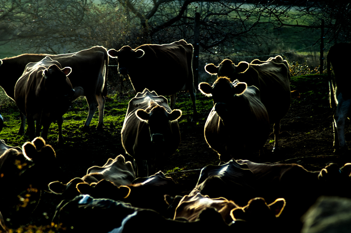 cows  vermont  sunset usa  Farm agriculture farm