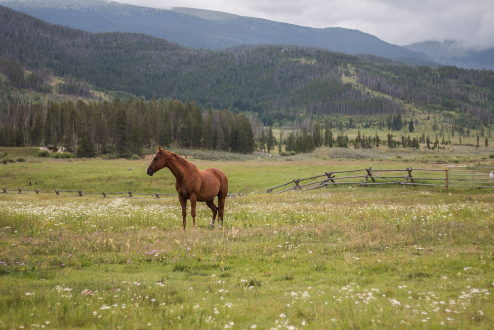 tabernash Colorado ranch horses Nature Landscape