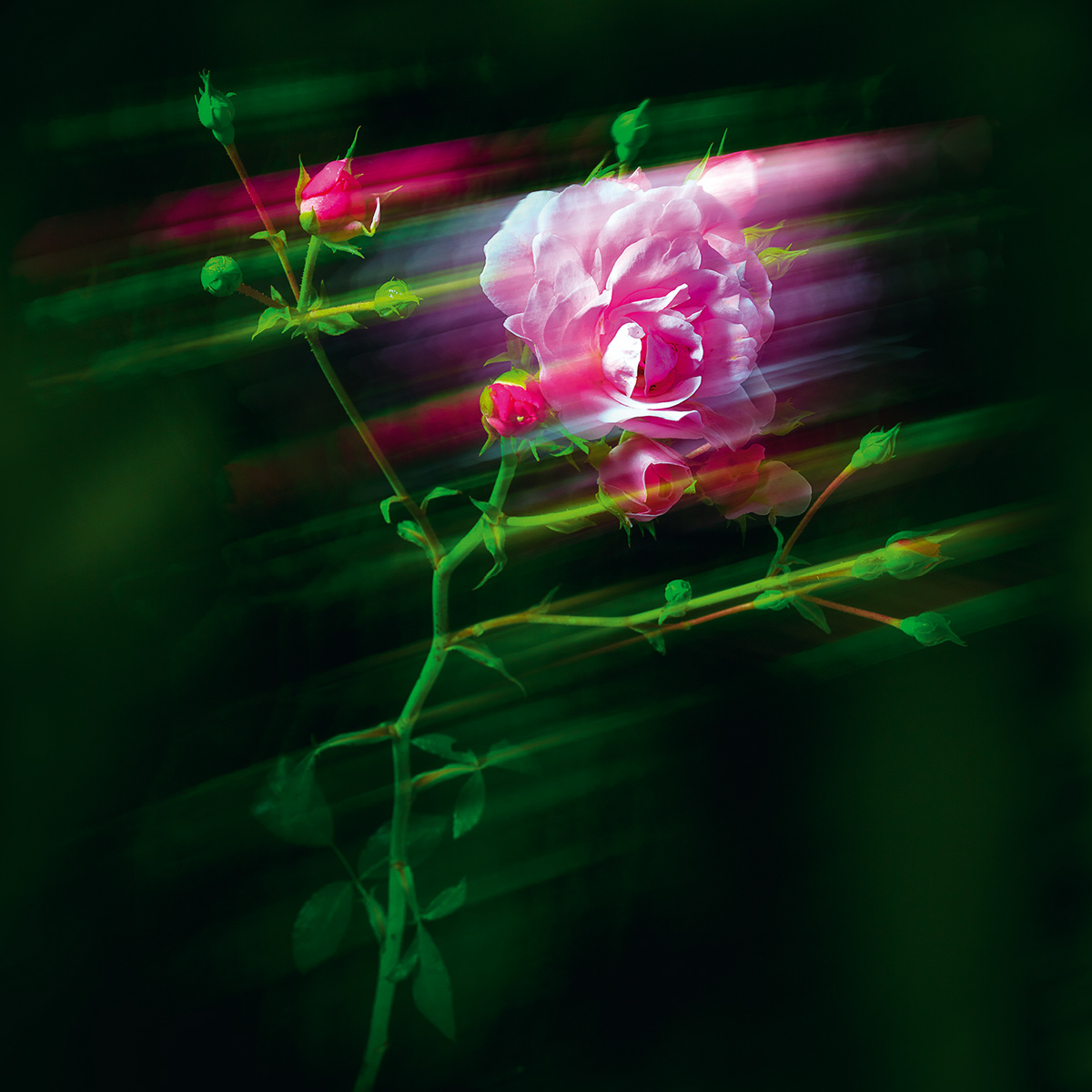 Flowers Motion blur