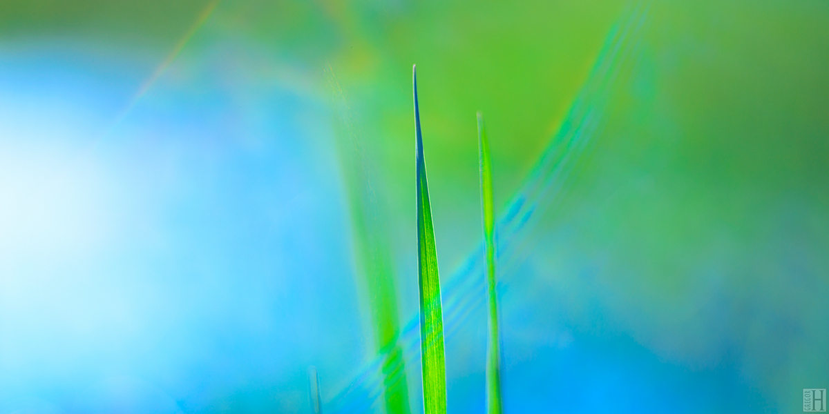 Adobe Portfolio spring grass green fresh light bokeh reflection blue spirit Nature mood