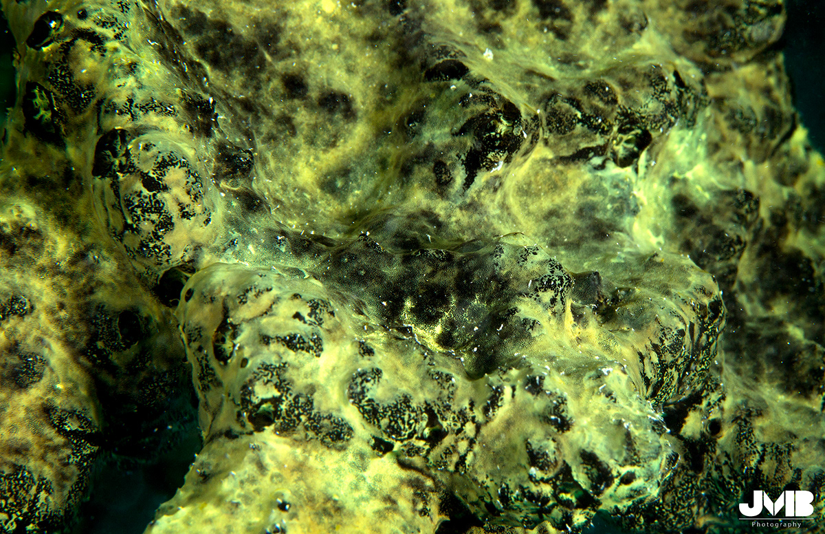 mesoamerica reef reef coral reef coral Thesis Project UNDERWATER PHOTOGRAPHY Macro Photography fish Invertebrates