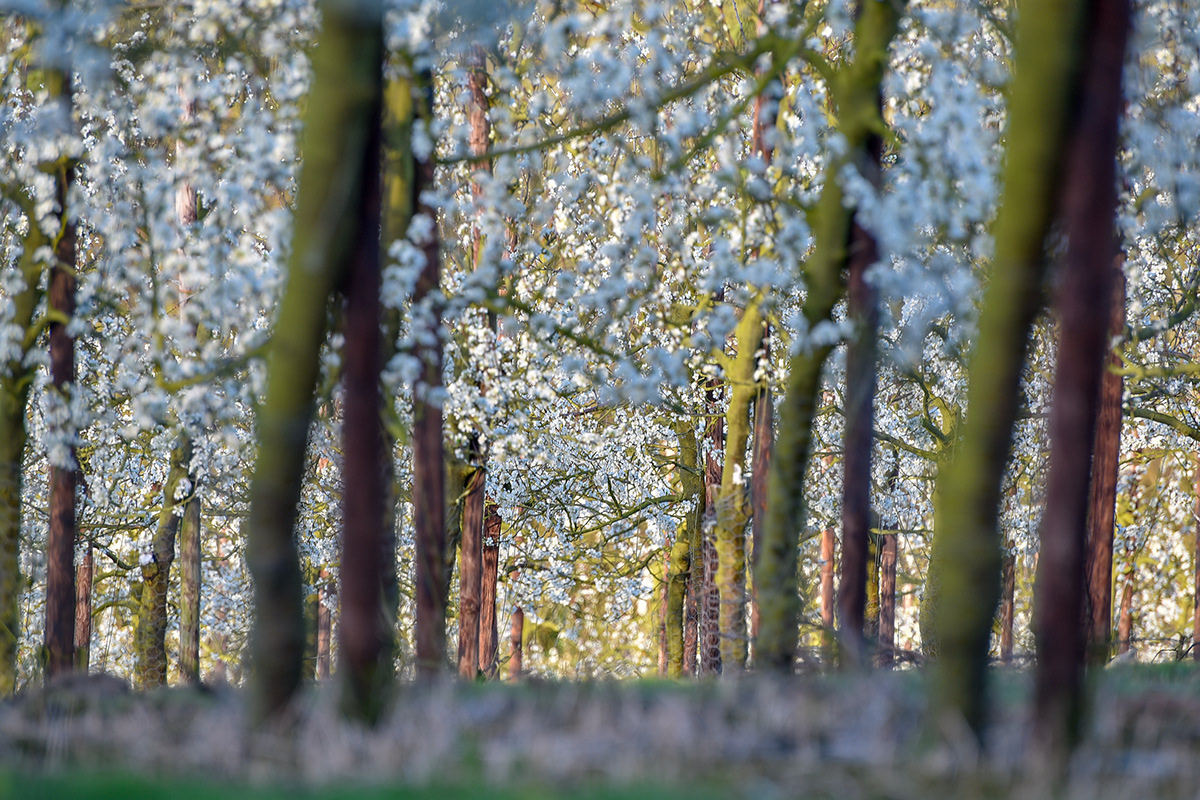 Apple-blossom blossom kent Landscape Nature orchard Plum-blossom Sunrise sunset UK