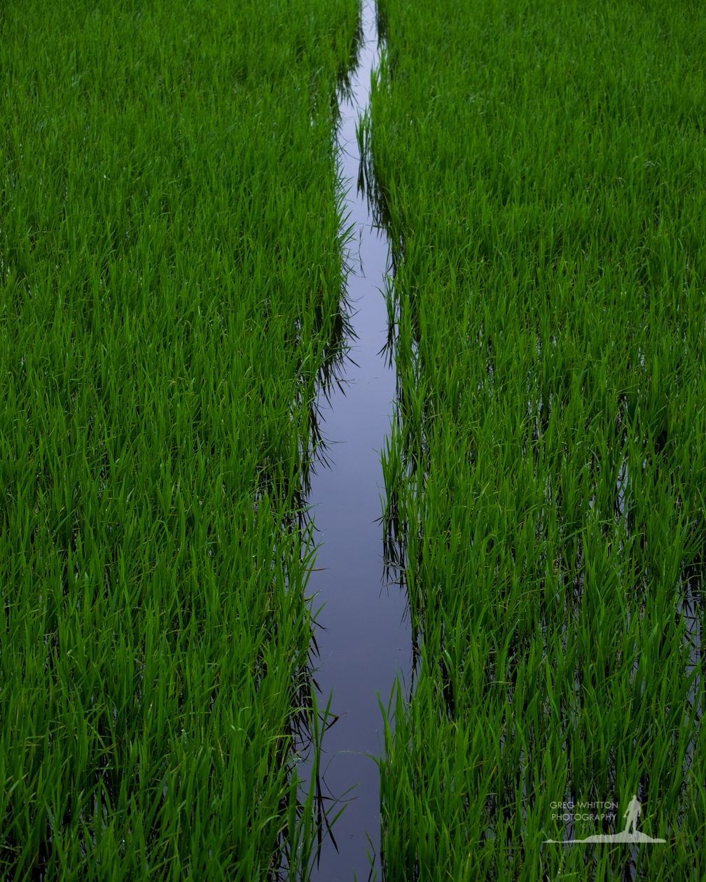 Landscape vietnam Rice asia Indochina fuji X-T1 hanoi saigon hoi an beach temple pagoda