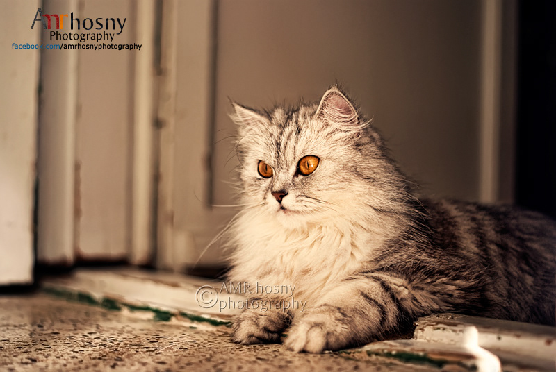 pets cats animals domesticated animals AMR hosny AMR hosny Photography cats photographer