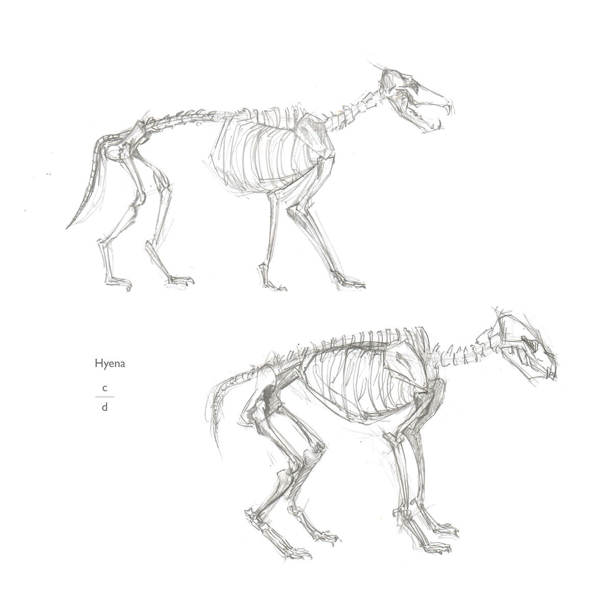sketch skeleton animal skeleton sketch