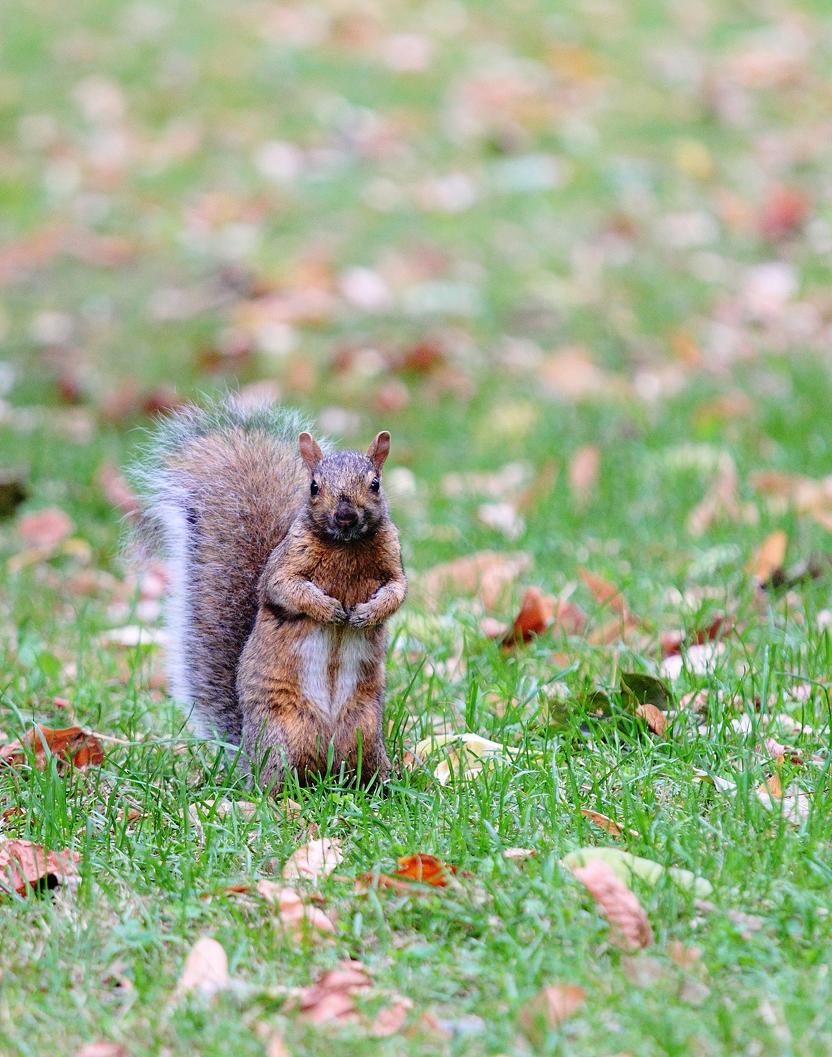 autumn Fall leaves colors squirrels Vivaldi Camus Montreal Quebec Canada Park