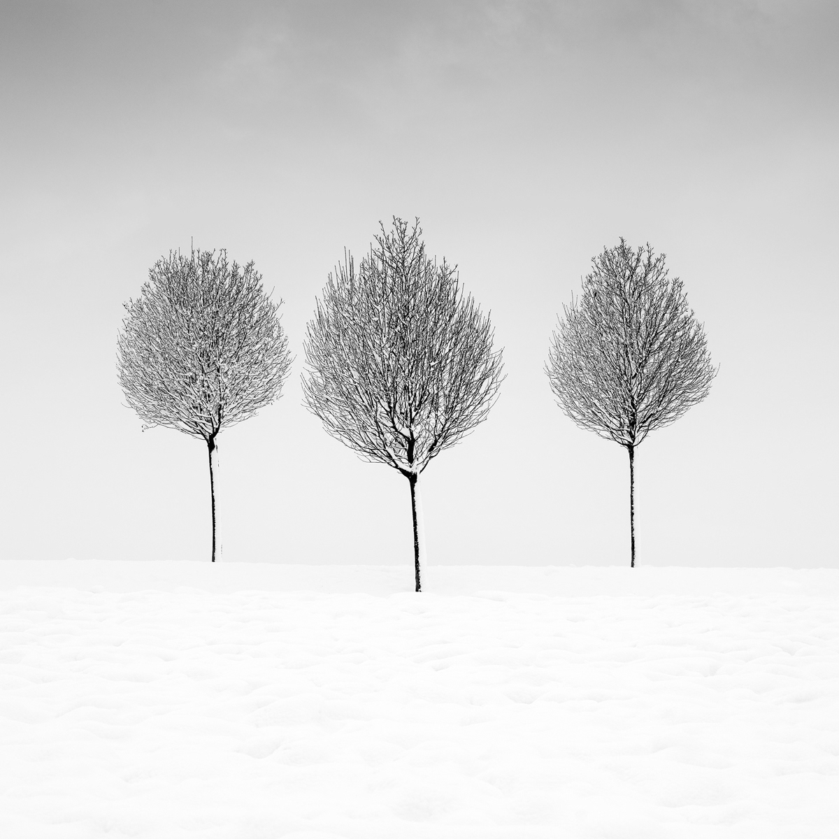 alley black and white dog Landscape Minimalism Nature snow trees walk winter