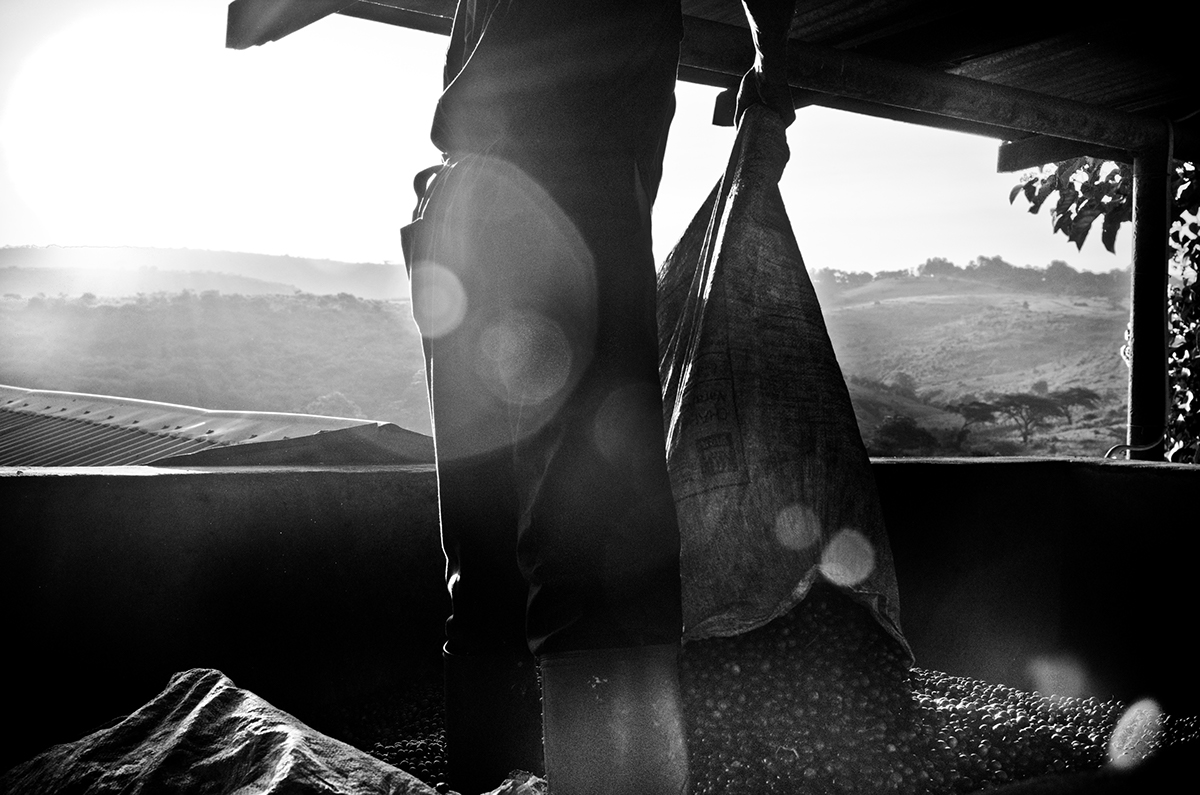 Coffee coffee production Travel travel photography portraits Tanzania africa