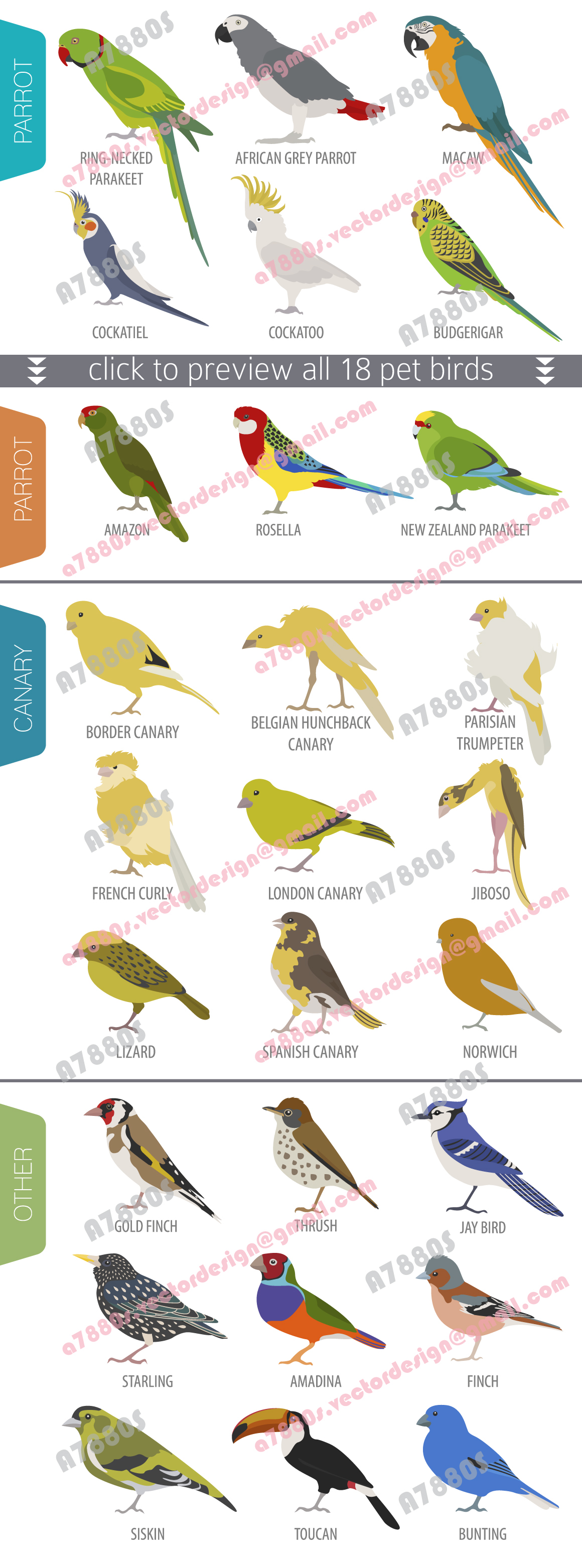 Pet bird vector ILLUSTRATION  Canary bird parrot parakeet set Icon infographic