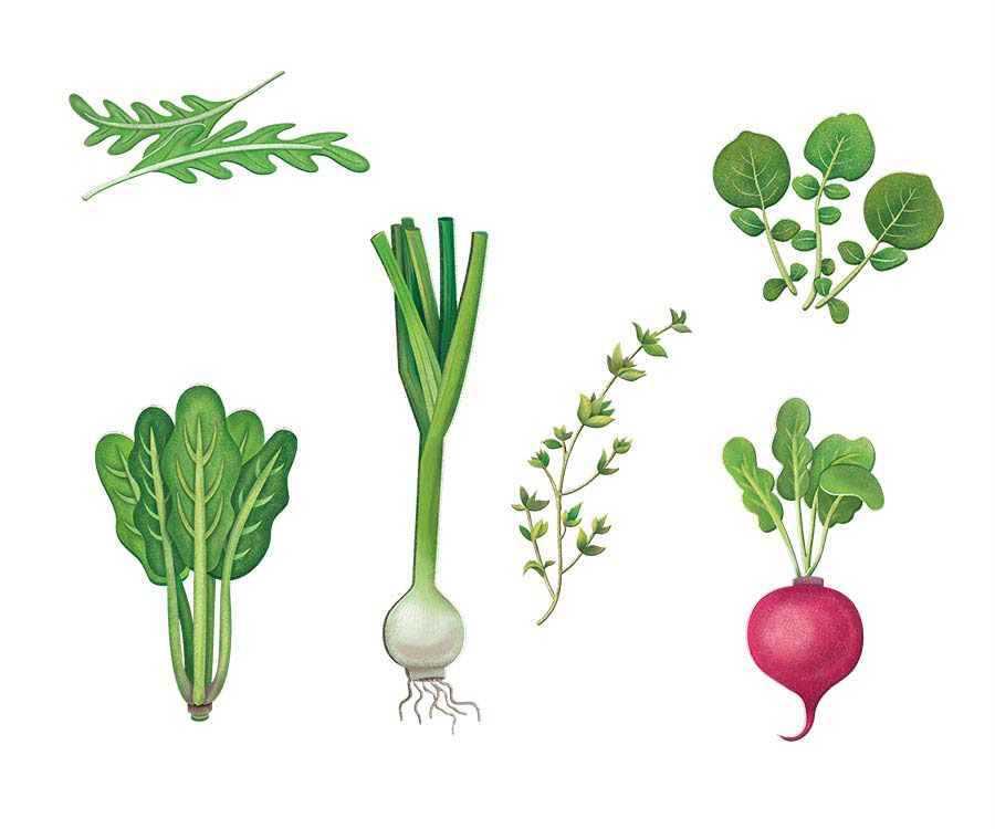 ILLUSTRATION  vegetable Food  graphic Event seed