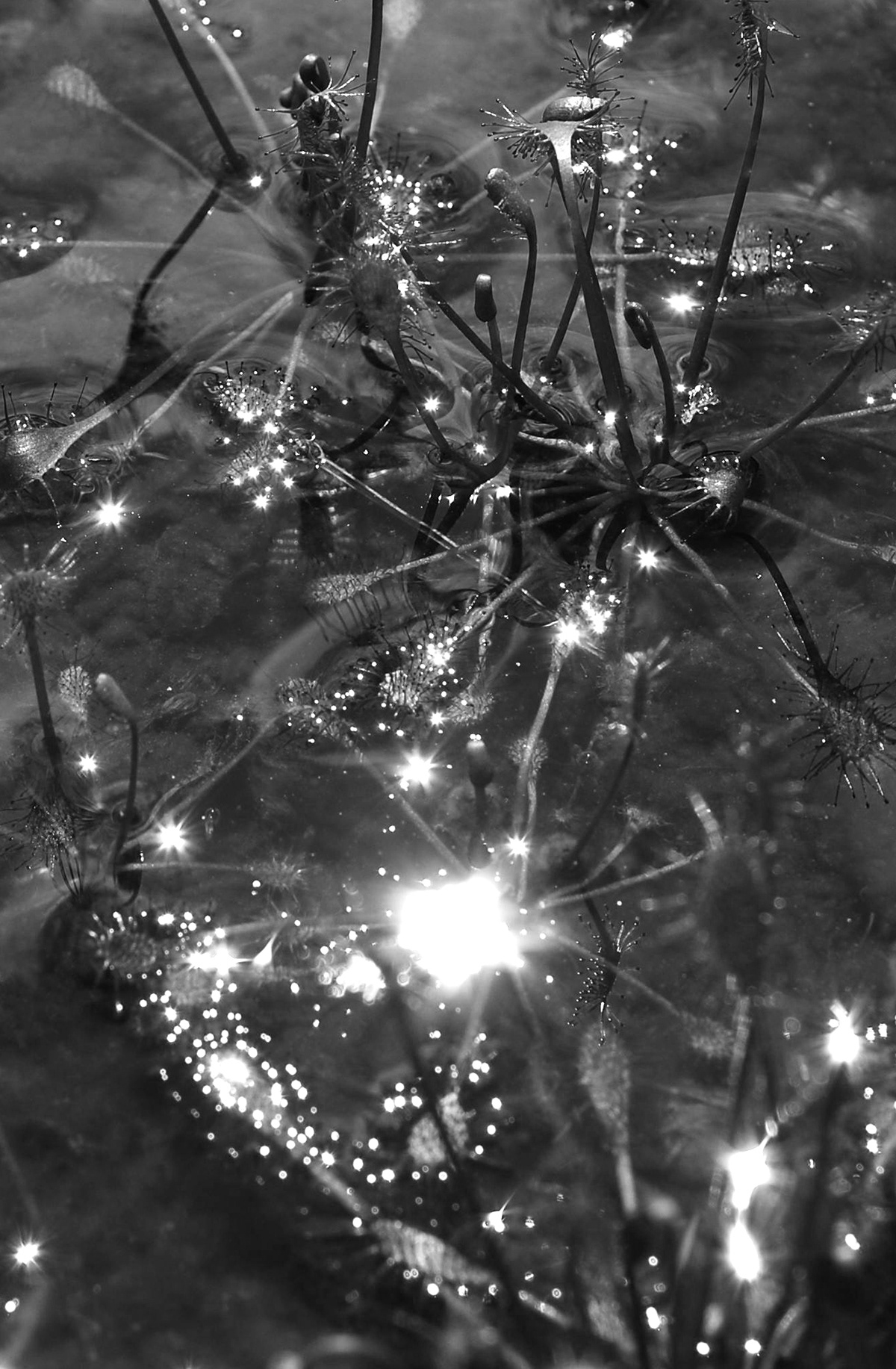light swamps Nature water Sun plants insectifore science fiction