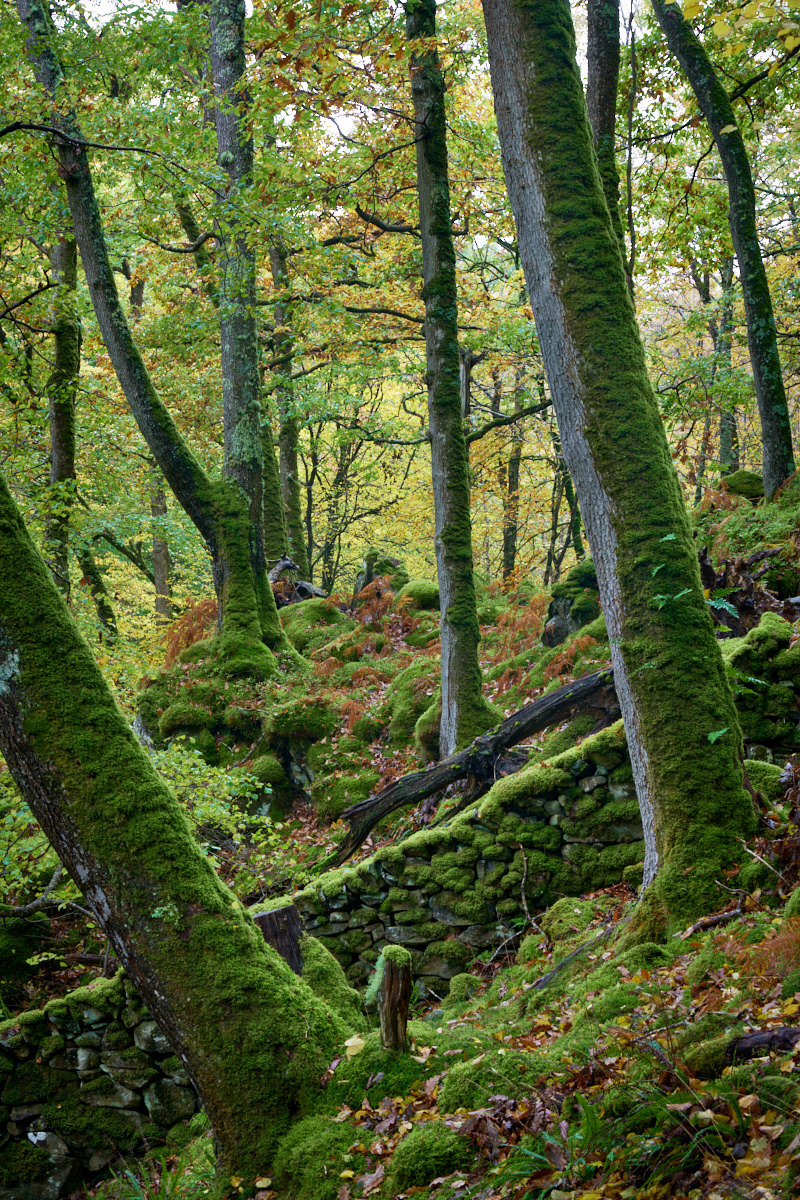 autumn Beech Trees brilliance colour Fall Landscape rain rock wet woodland