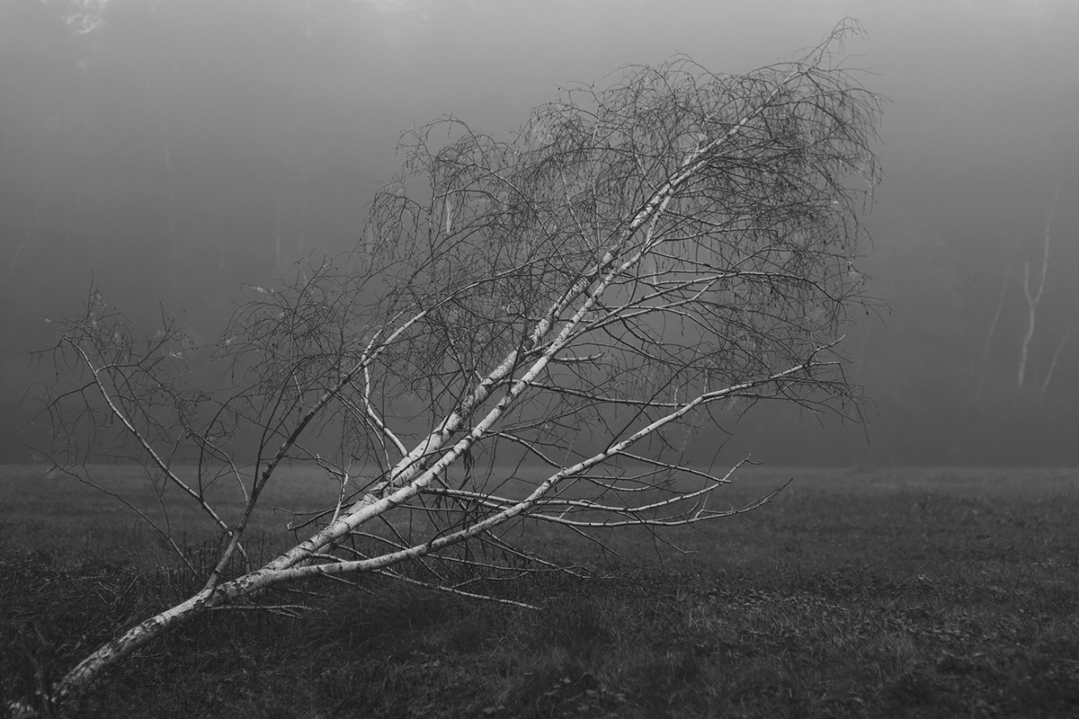 lietuva lithuania black and white fog mist Landscape Tree  forest Mindaugas Buivydas