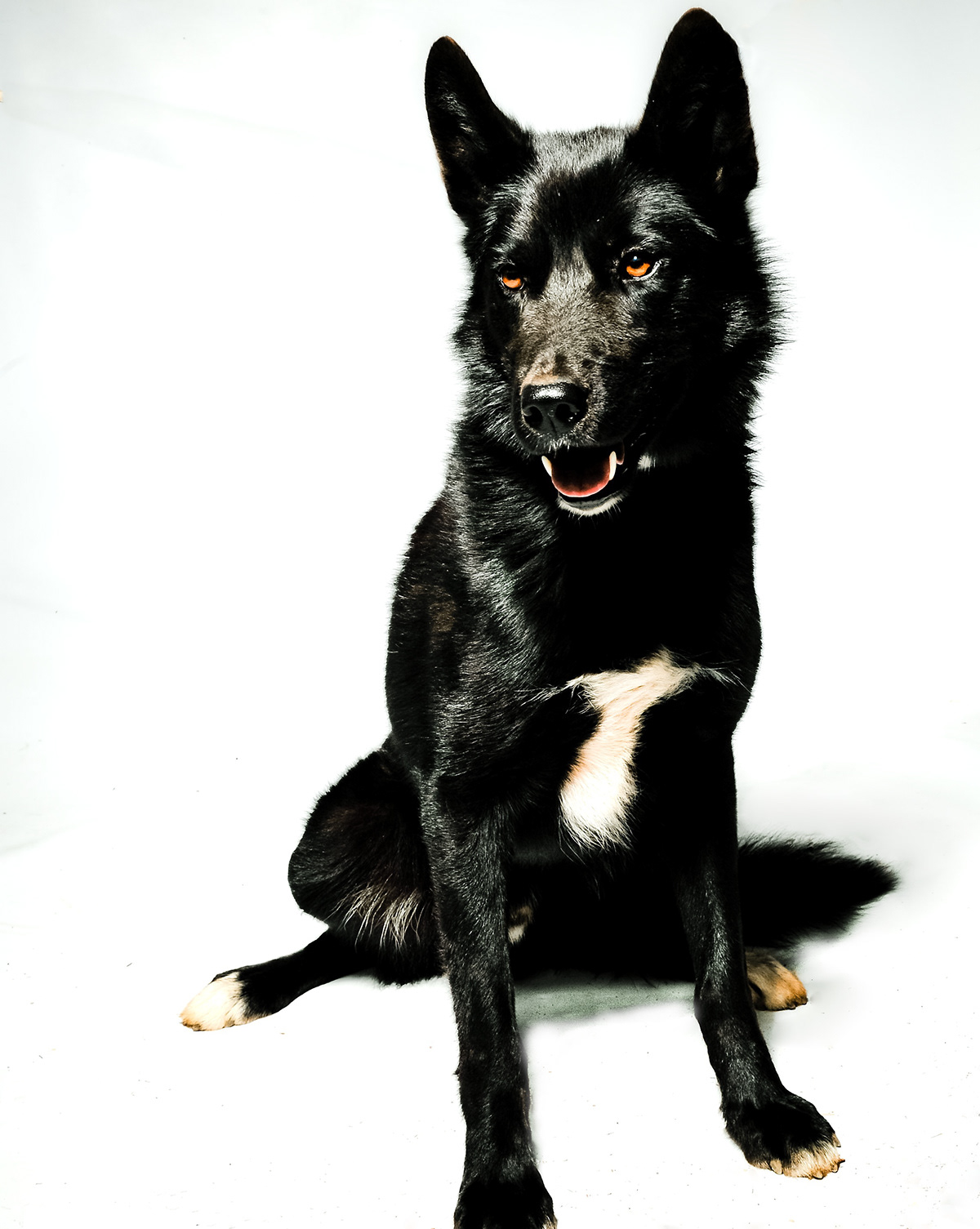 Pet portraits Dog Portraits animal photography Iditarod  iditarod dogs  dog photography  alaska dog  Dogs
