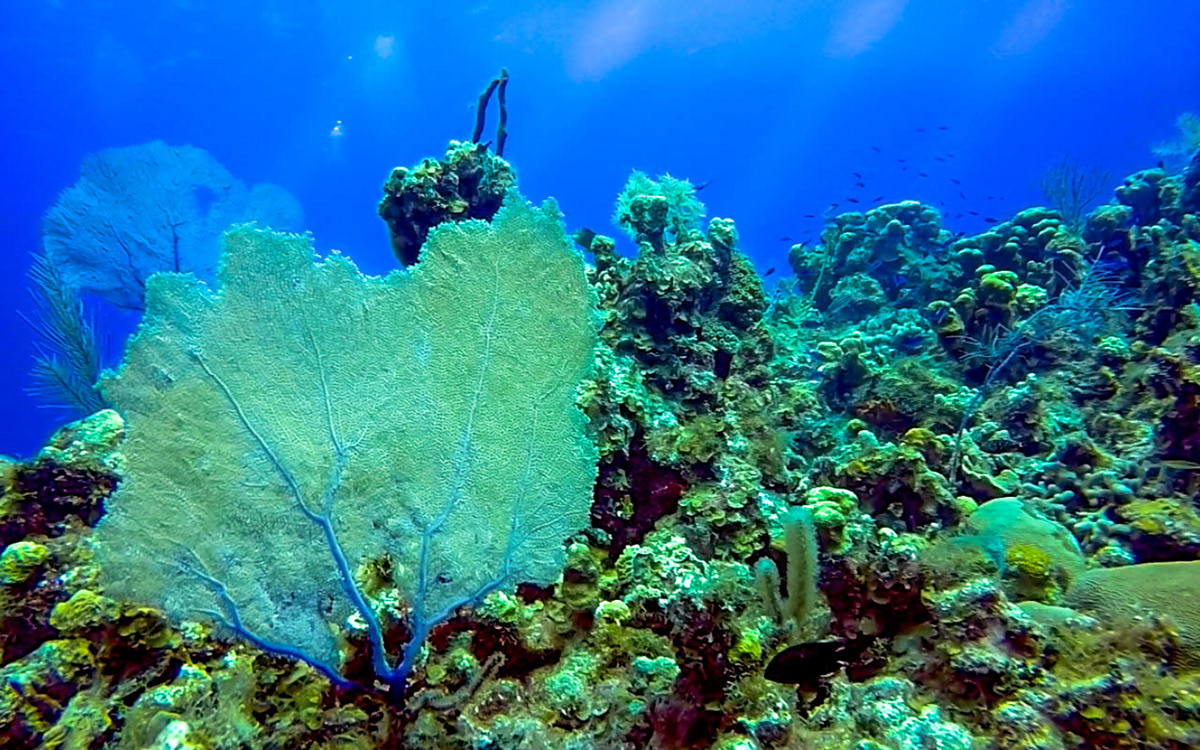 underwater Nature scuba diving scuba padi Open Water Diver coral reef fish Tropical grand cayman islands Cayman Islands UNDERWATER PHOTOGRAPHY underwater film