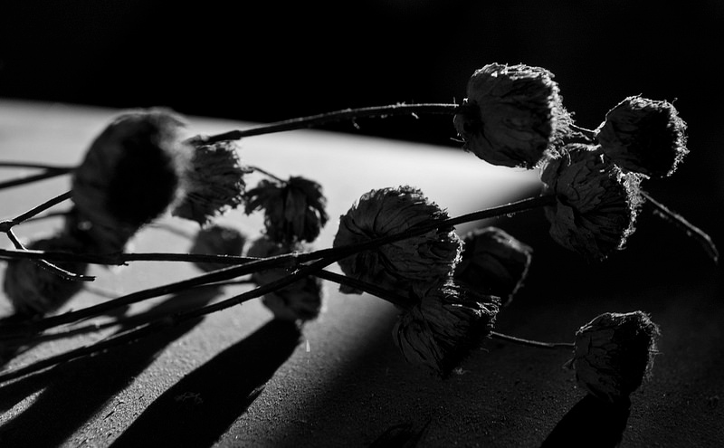 Still Remembered jaime torres Life Looks Better Human Writes macro fotografie Fotografia dry dried plants Flowers past history