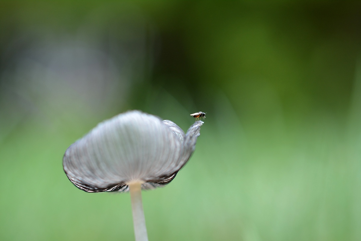 macro dew drops rain drops rain Fly mushroom beetle