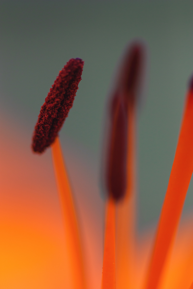 Nature abstract color light macro Up Close Flowers twigs Beautiful leaves bugs amazing Olivia Rainey